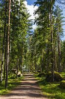 Finnish Forest Trail