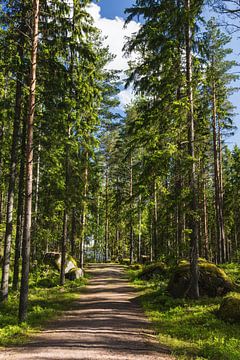 Sentier de la forêt finlandaise sur Anja B. Schäfer