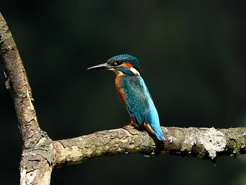 Eisvogel 