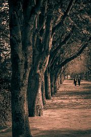 Paris, Jardins des Champs-Élysées von Elma Mud