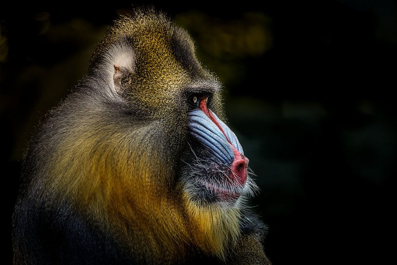 Mandrill by Mathijs Frenken