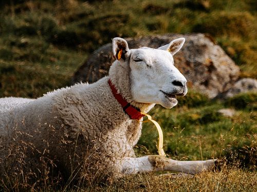 Een schaap in de zon