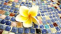 Blüte einer Frangipani auf einem mosaikfarbenen Kieselstein (liegend)
