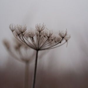 Fleur de neige d'hiver