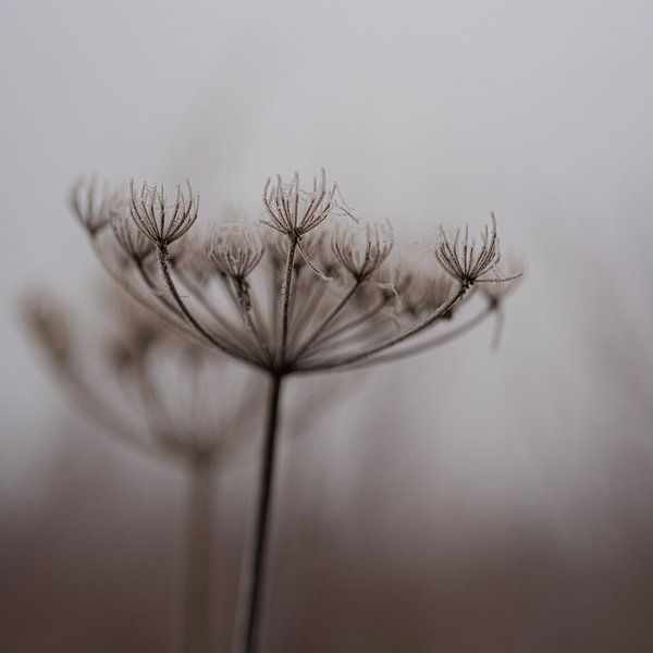 Winter-Schneeblume von Imagination by Mieke