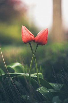 De liefde tussen 2 rode tulpen gaat nooit voorbij. van Robby's fotografie