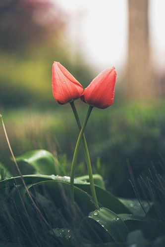 L'amour entre 2 tulipes rouges ne passe jamais. sur Robby's fotografie