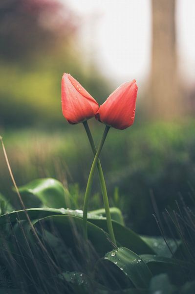 Die Liebe zwischen 2 roten Tulpen vergeht nie. von Robby's fotografie