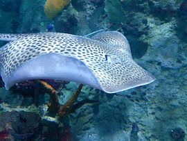 Een mooie tropische rog. von Jeffrey Glas