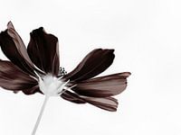 Dark Lady