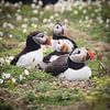 Macareux moines sur l'île de Skomer sur Caatje Clicks