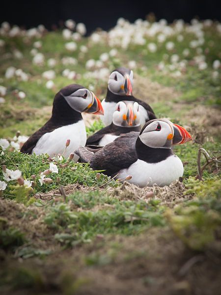 Puffins on Skomer Island by Caatje Clicks