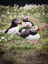 Puffins on Skomer Island by Caatje Clicks thumbnail