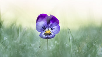 Verloren viooltje helemaal alleen in het gras
