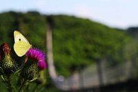 Geierlay mit Schmetterling