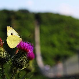 Geierlay mit Schmetterling von Johannes Grandmontagne