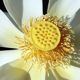 Une beauté rayonnante sur Christiane Schulze