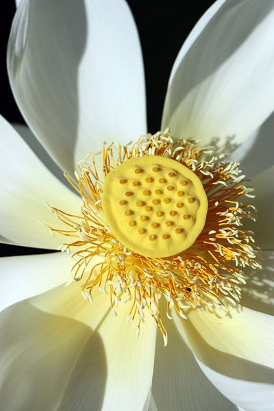 Radiantly beautiful by Christiane Schulze