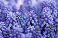 Grape hyacinth by Sigrid Olschinski thumbnail