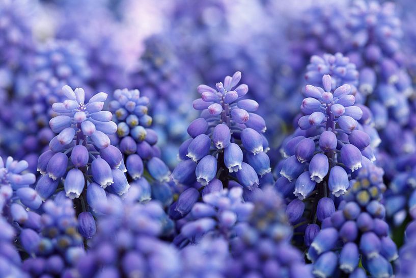 Grape hyacinth by Sigrid Olschinski