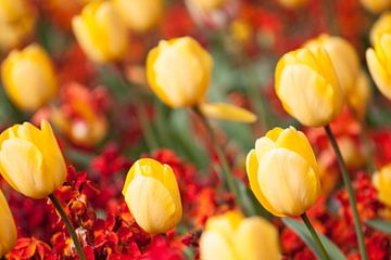 Yellow tulips by Ramon Bovenlander