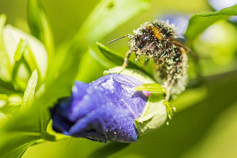 Bee around with nectar by Karin Riethoven