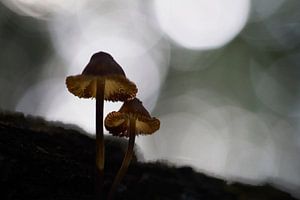 Magische Pilze
