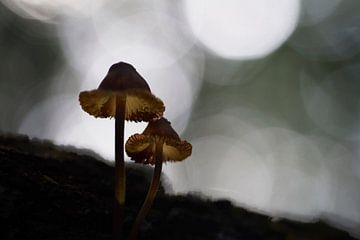 Magische paddenstoelen van Cor de Hamer