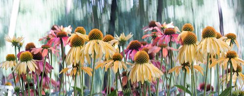 Aus der Serie "Distinguished" 2017-06 - Sonnenhut