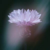 Korenbloem