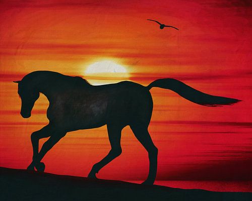 Paard bij zonsondergang op het strand