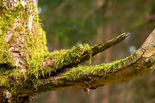 In het stille groen van het bos