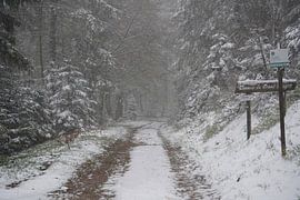 Trees in mist and snow-covered by Madeltijntje