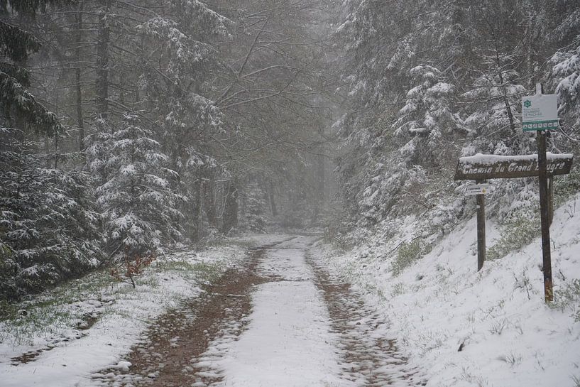 Bäume im Nebel und schneebedeckt von Madeltijntje