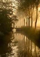 Typical Dutch  trees reflect in the ditch along the road.
