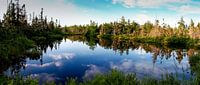 Lac avec les arbres environnants