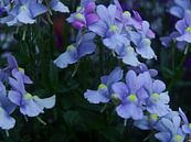 Blauwe bloem van Sanne Compeer thumbnail