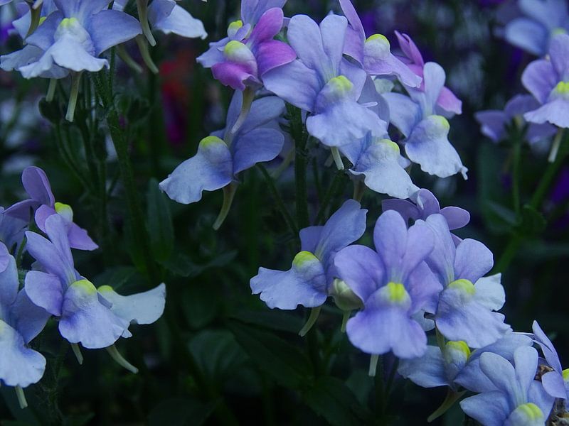 Blauwe bloem van Sanne Compeer