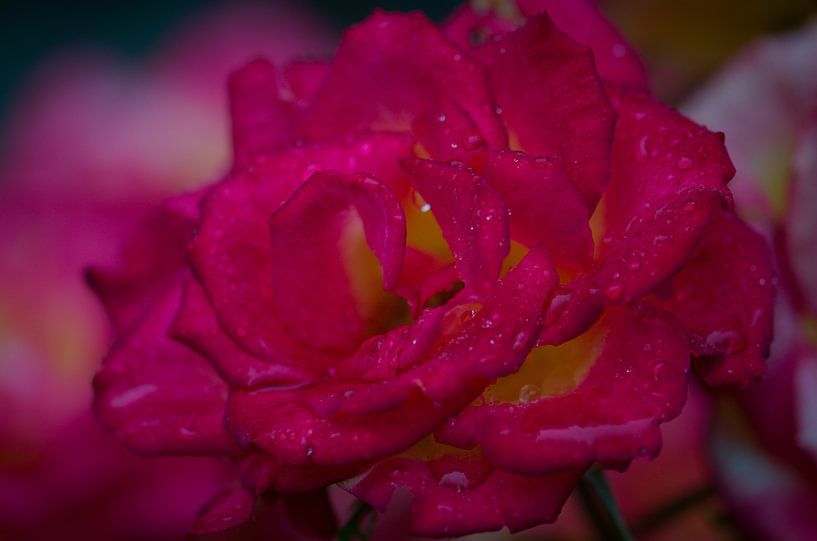 Rose in Rosenrot von Johan Verbon