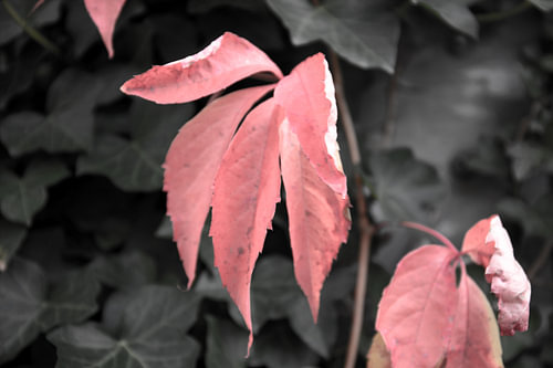 De kleuren van de herfst in verschillende pracht