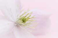 clematis Nelly Moser