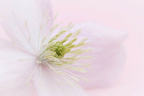 clematis Nelly Moser