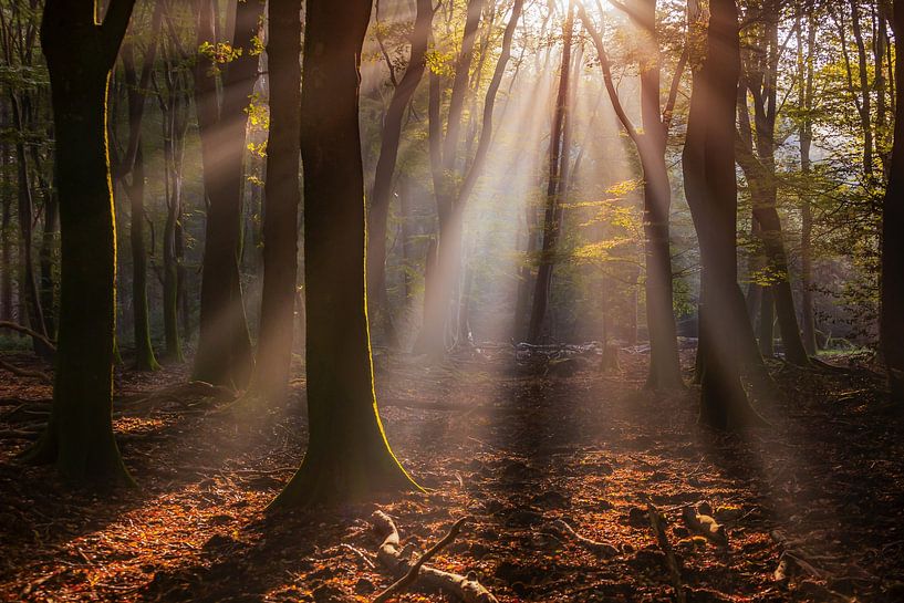 The forest of dancing trees by Evert Jan Kip