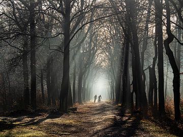 MBT in het nevelige bos van carla groenenboom