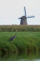 Blaureiher an einem typisch niederländischen Ufer mit Windmühle