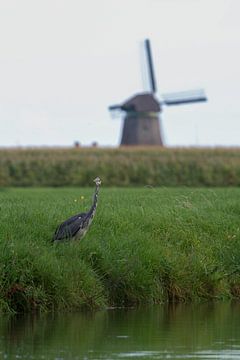 Blue heron on a typical Dutch shoreline with windmill by Simon Lubbers