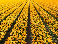 Gelbes und rotes Tulpenfeld (Kees Nelis) in den Niederlanden