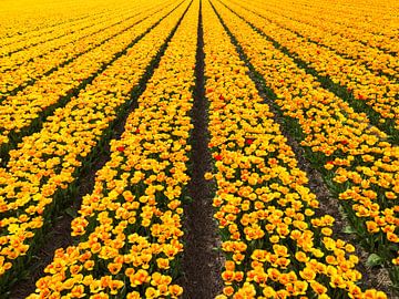 Geel met rood tulpenveld (Kees Nelis) in Nederland van Bas van der Gronde