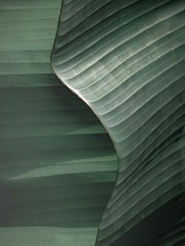 Abstract Groen Blad: Tropische Texturen Indonesië van Caro van Kessel