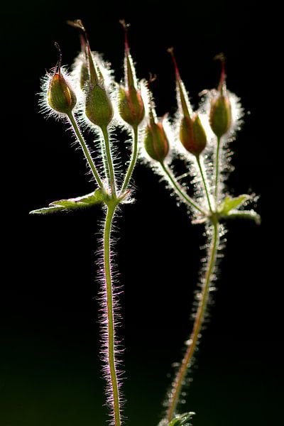 Abstracte plant van Thijs Schouten